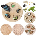 Animal Life Cycle Board Children Toys Montessori Teaching Aids Plant Animal Growth Cycle Model Set preschool cognitive Toys