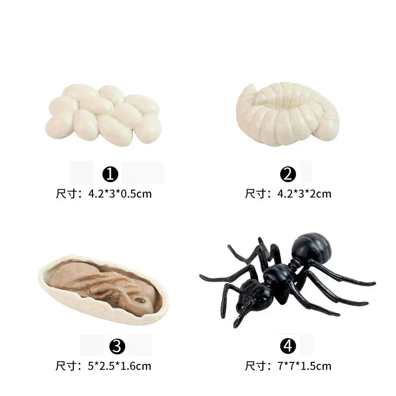 Animal Life Cycle Board Children Toys Montessori Teaching Aids Plant Animal Growth Cycle Model Set preschool cognitive Toys