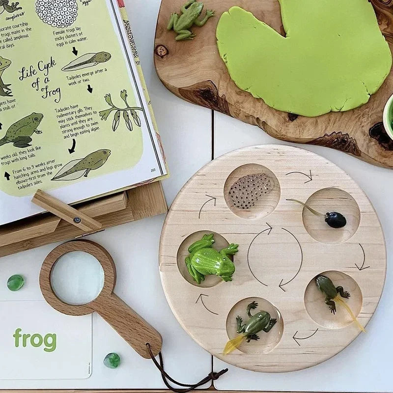Animal Life Cycle Board Children Toys Montessori Teaching Aids Plant Animal Growth Cycle Model Set preschool cognitive Toys